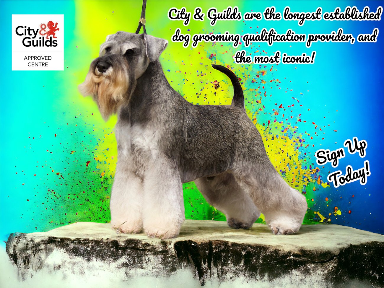 Recognised Dog Grooming Qualifications Just4Paws
