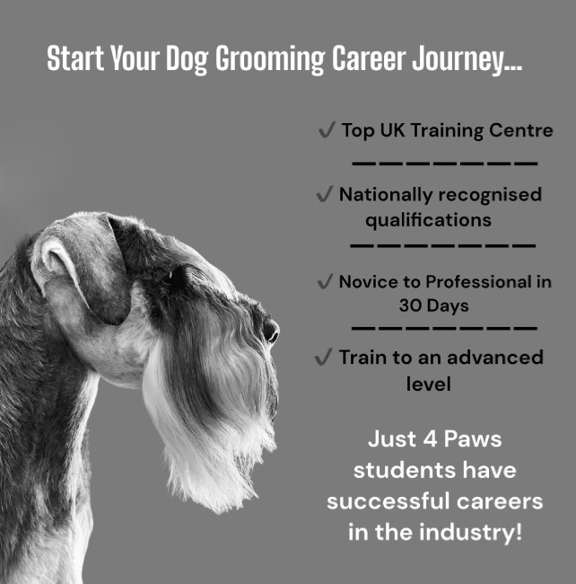 Dog grooming course offer