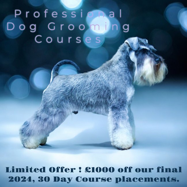 Dog Grooming Courses