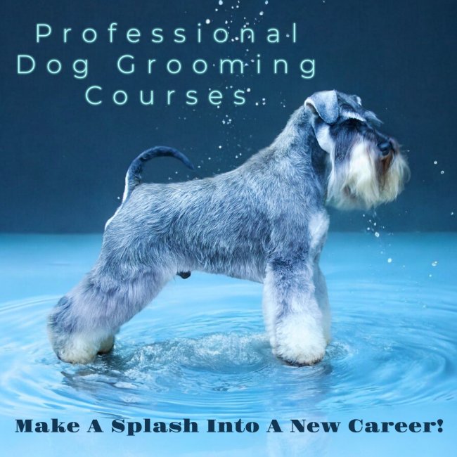 Dog grooming course 