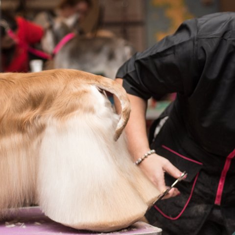 Dog grooming school on sale near me